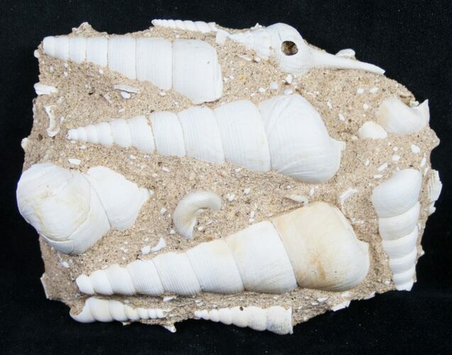 Large Fossil Turritella (Gastropod) From France #8813